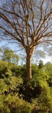 Campo en Venta en  La Verde, Chaco