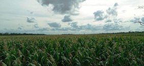 Campo en Venta en  Castelli, Chaco