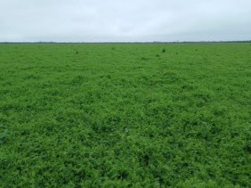 Campo en Venta en  Castelli, Chaco