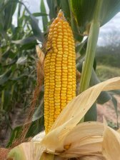 en Venta - Oportunidad 2800 has, agrícolas CHACO.