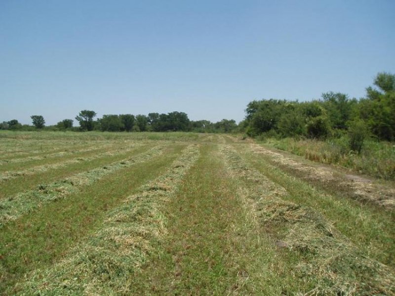 Foto Campo en Venta en Clorinda, Formosa - 8000 hectareas - U$D 11.200.000 - CPV96275 - BienesOnLine