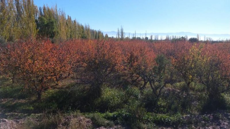 Terreno en Venta en  Maipu, Mendoza