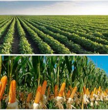 Campo en Venta en  Cordoba, Córdoba