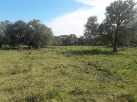Campo en Venta en  Colonia Elisa, Chaco