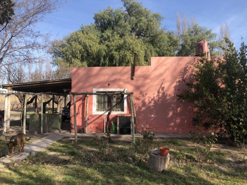 Quinta en Venta en  General Alvear, Mendoza